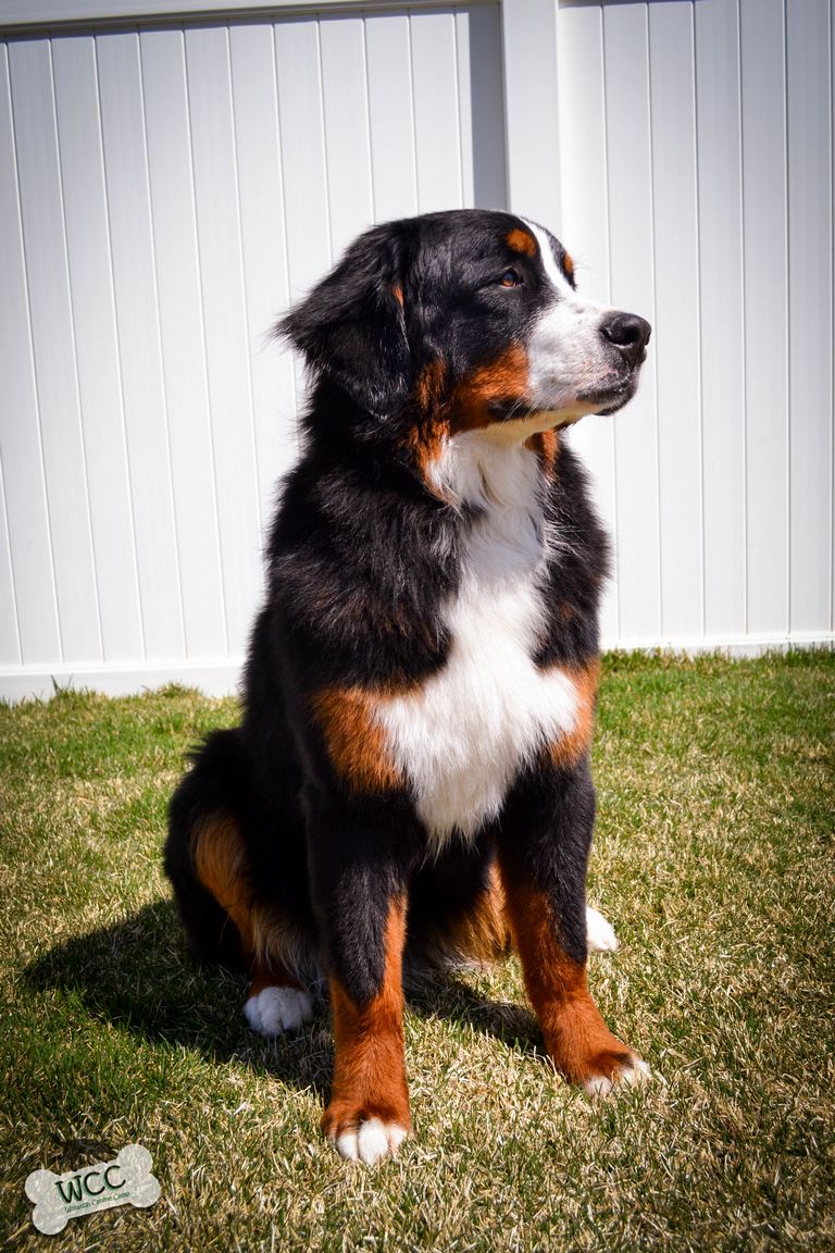 2 Year Old Bernese Mountain Dog For Sale