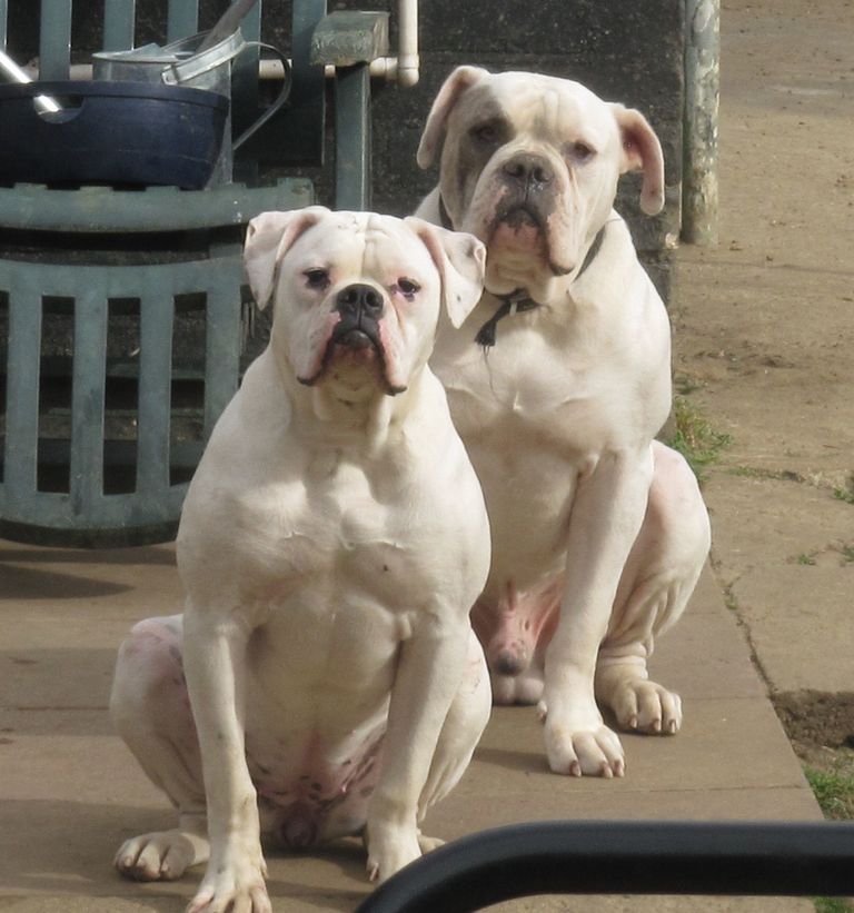 6 Month Old American Bulldog Weight