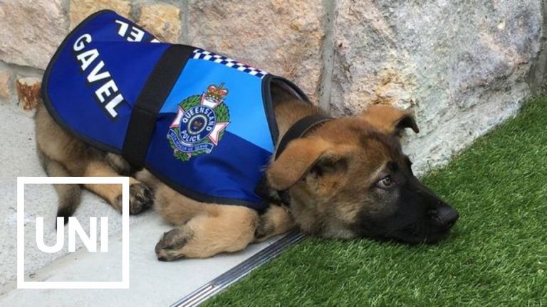 Adopt Police Dog Rejects