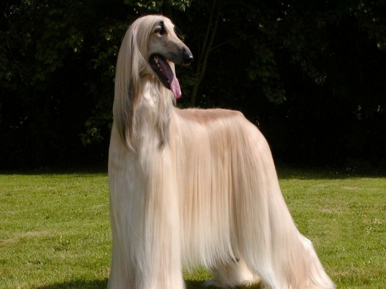 Afghan Hound Long Haired