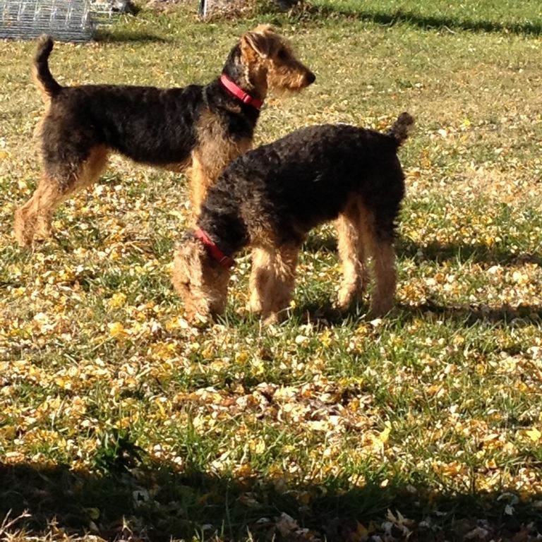Airedale Puppies Oklahoma | Top Dog Information