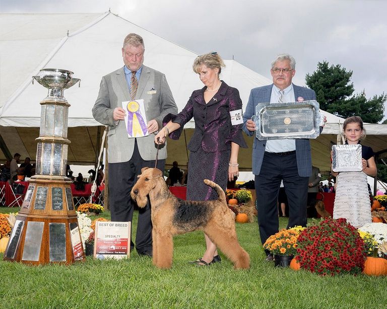 Airedale Terrier Club Of Michigan