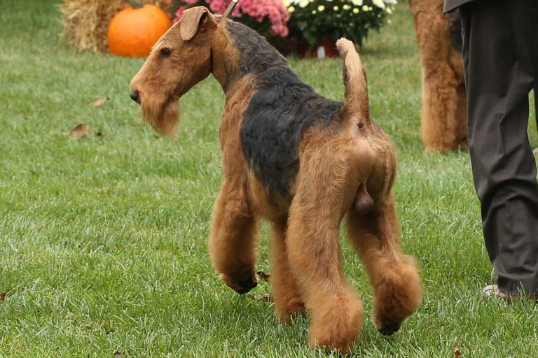 Airedale Terrier For Sale Texas