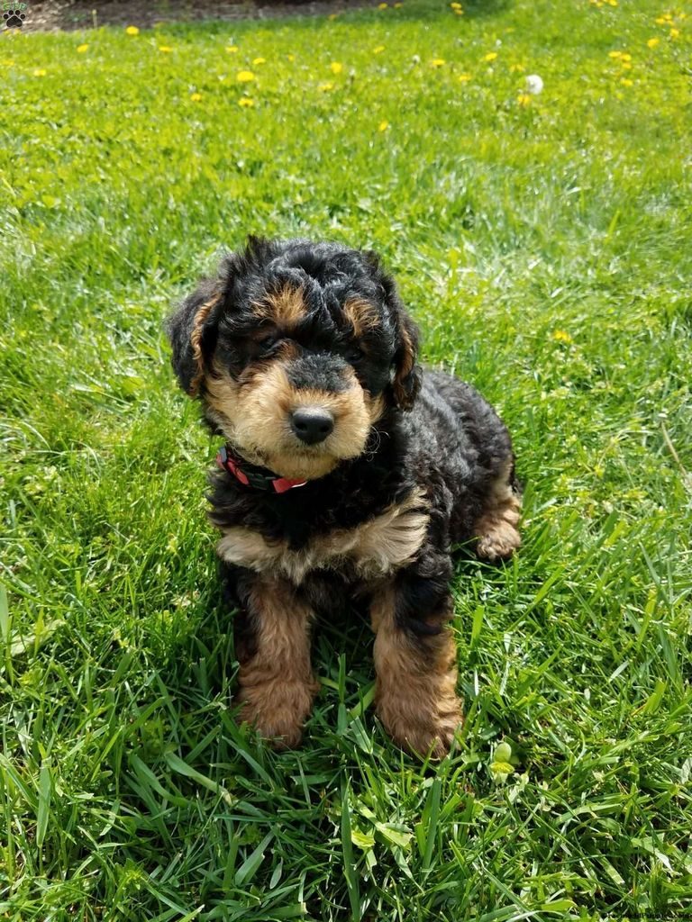 Airedoodle Puppies For Sale In Michigan