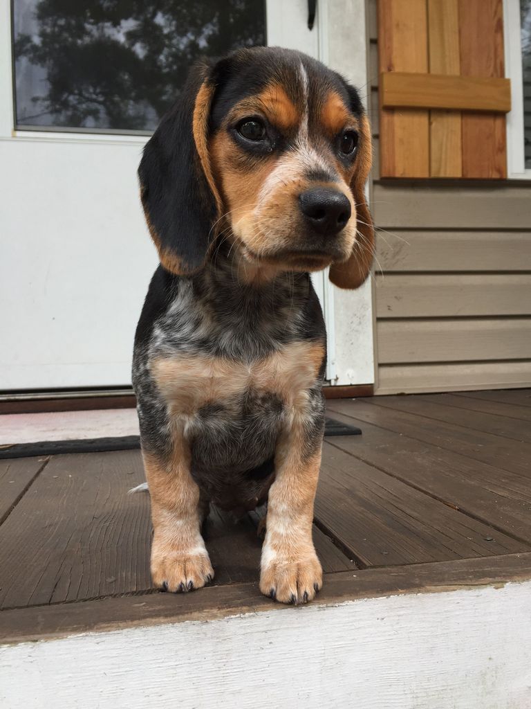 Akc Bluetick Beagle Pups