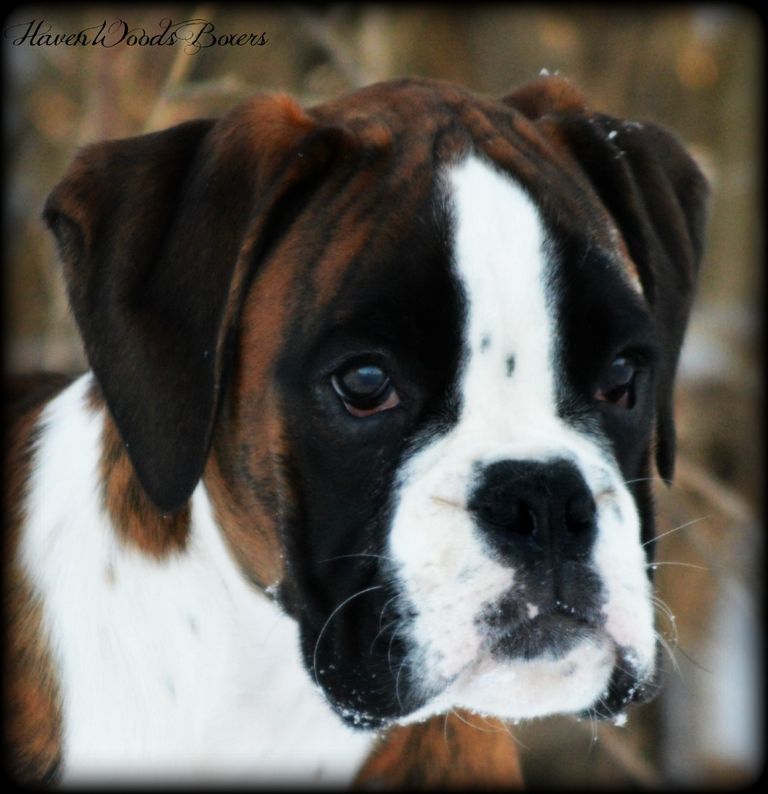 Akc Boxer Puppies For Sale Near Me Top Dog Information
