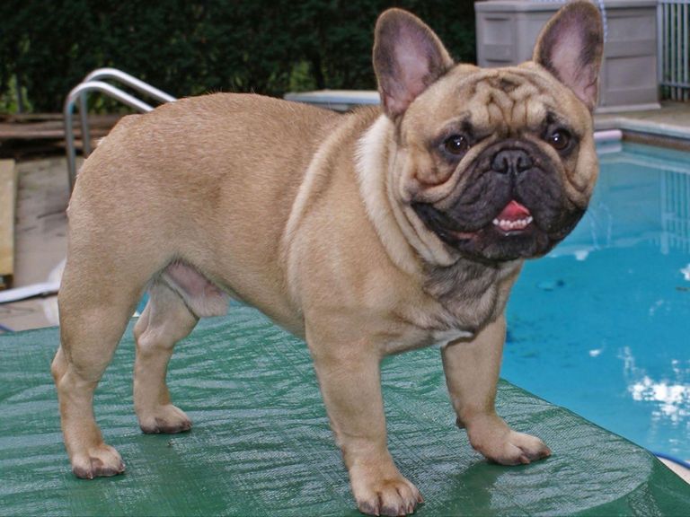 Akc Champion French Bulldog Top Dog Information