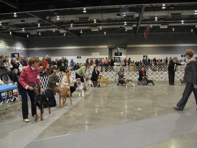 Akc Group Placement Points