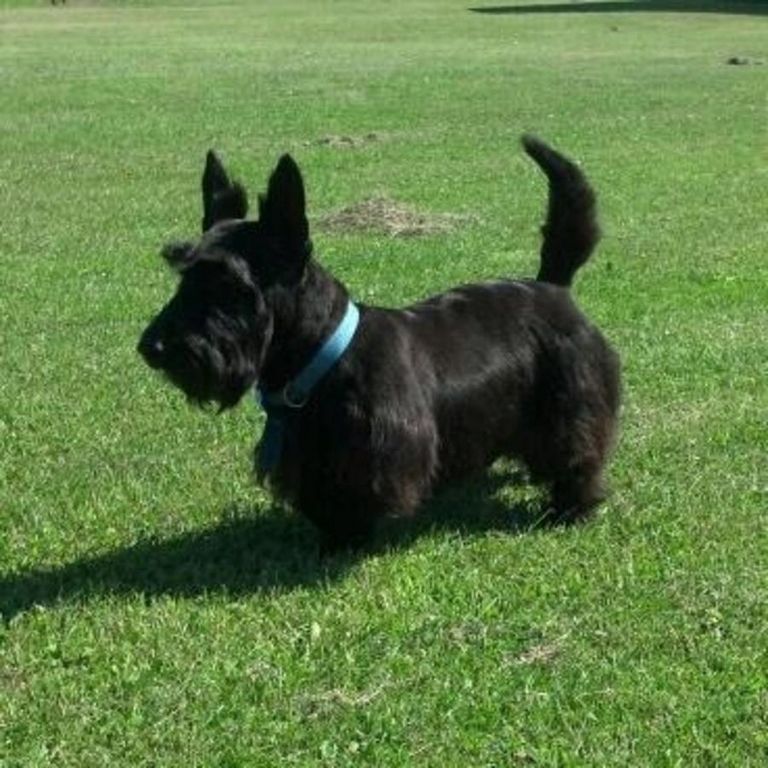 Akc Scottish Terrier Puppies For Sale