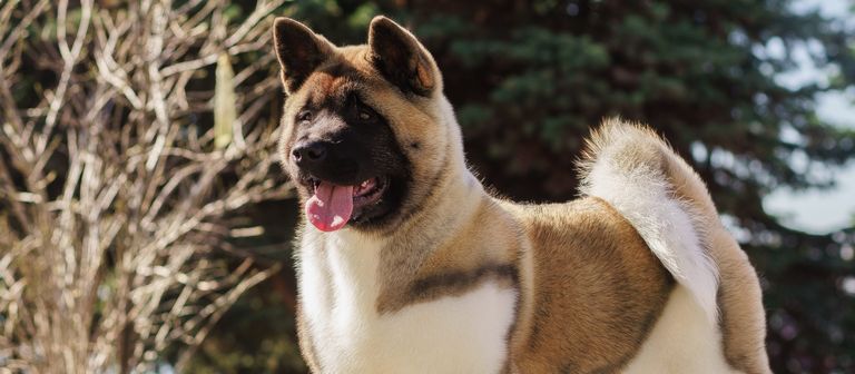 Akita Puppies For Sale In Ct