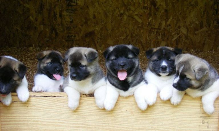 Akita Puppies For Sale In Wyoming