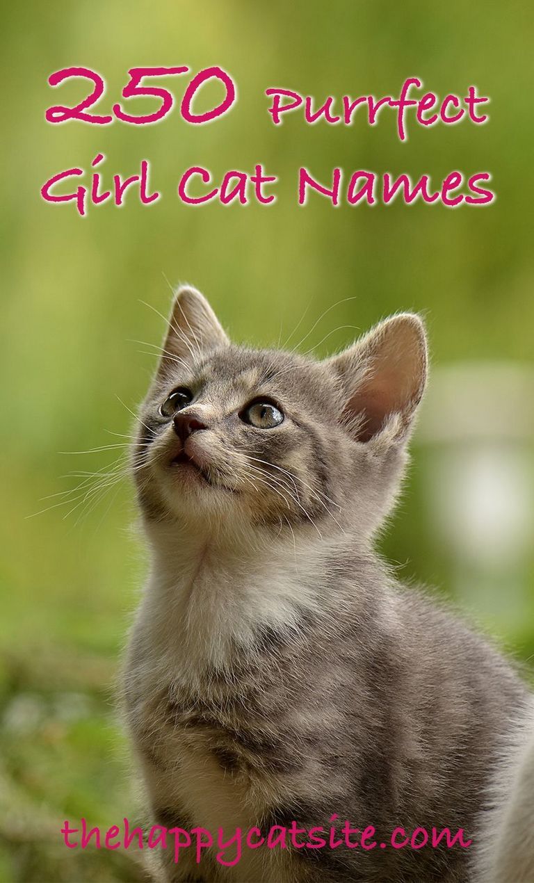 Alaskan Cat Names