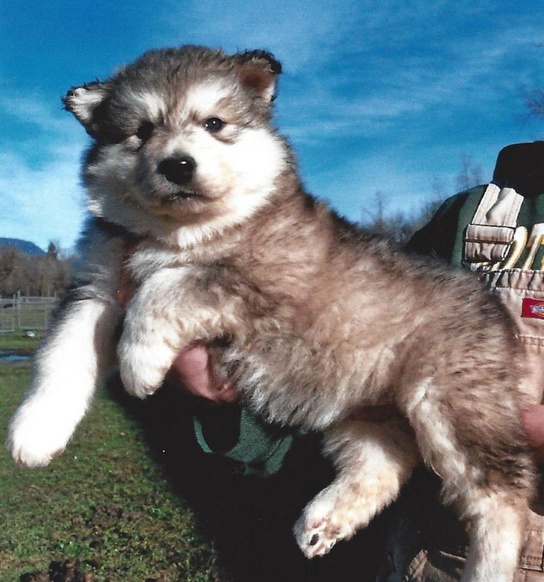 Alaskan Malamute Puppies For Sale California