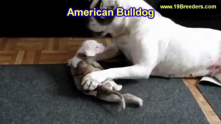 american bulldog puppies craigslist