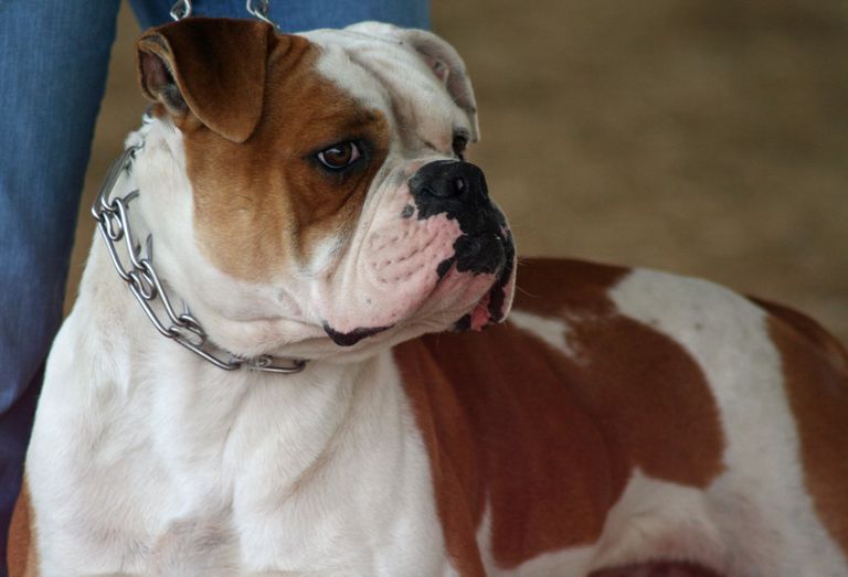 American Bulldog Puppies For Sale In Georgia
