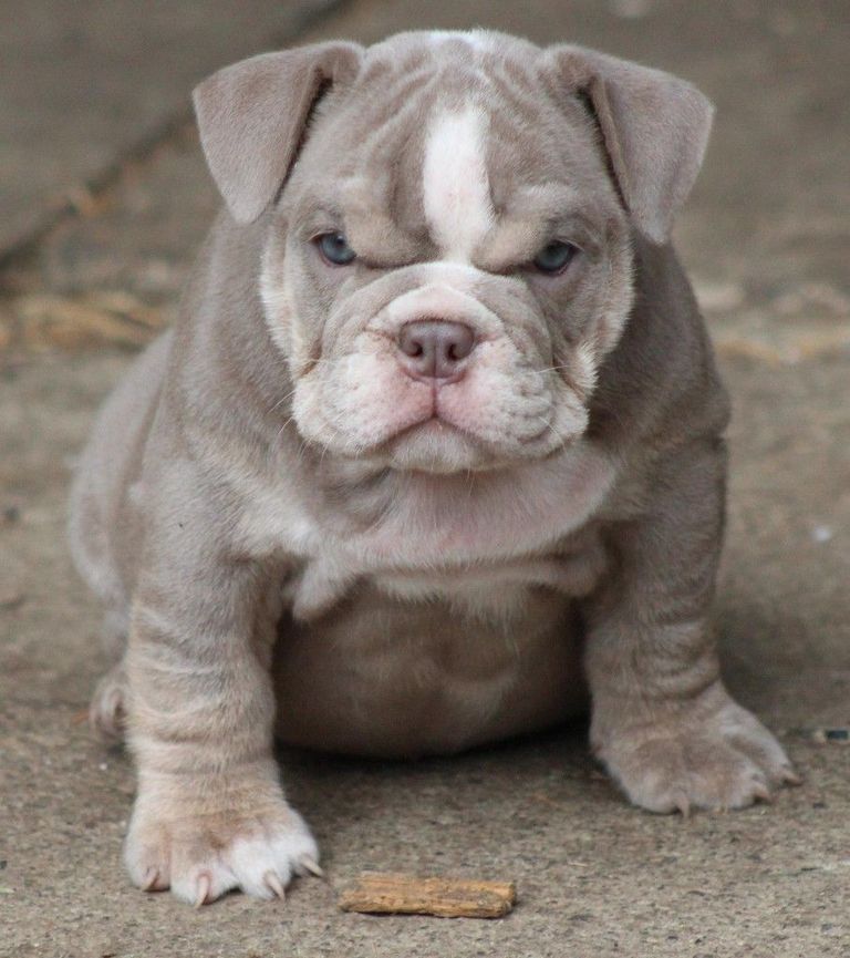 American Bulldog Puppies For Sale In Ohio