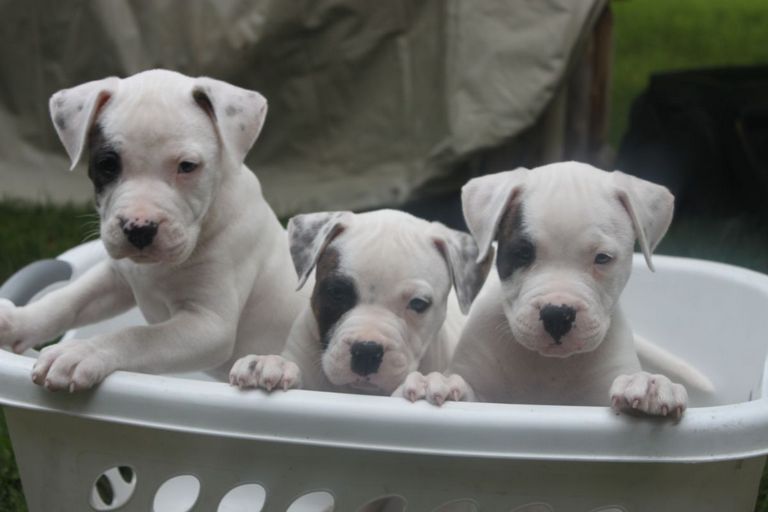 American Bulldog Puppies For Sale In Pa