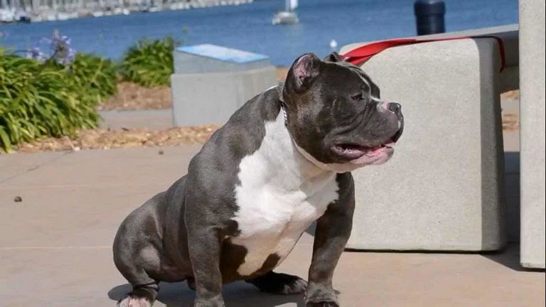 American Bully Bloodlines With Pictures