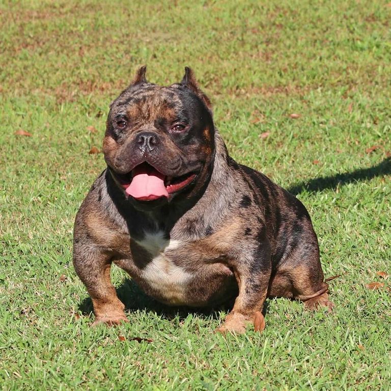 American Bully Breeders In Top Dog Information