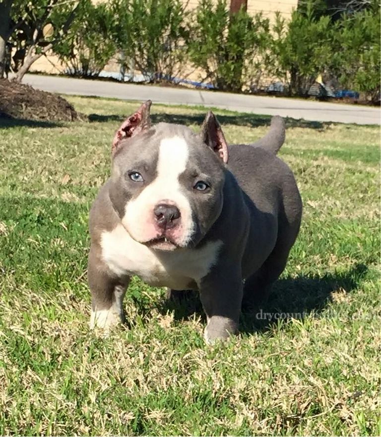 American Bully For Sale In Alabama