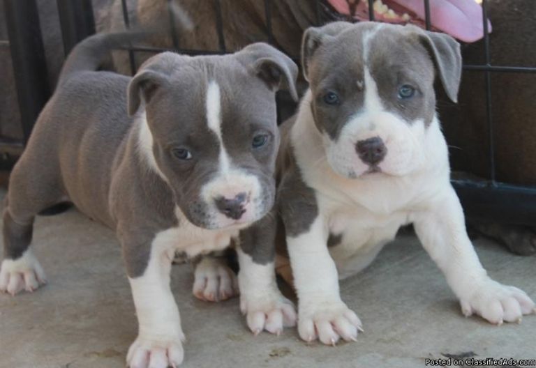 American Bully For Sale In California