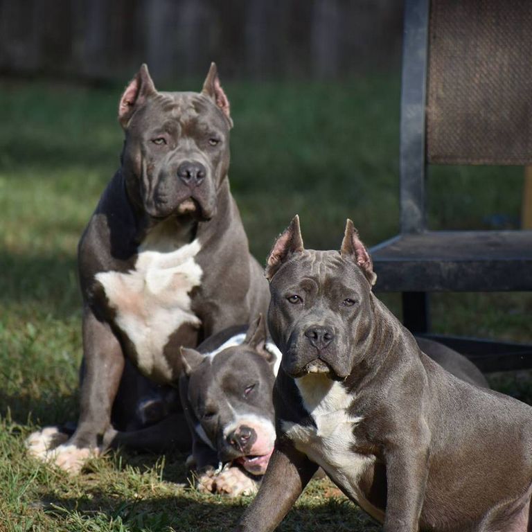 American Bully For Sale In Colorado Top Dog Information