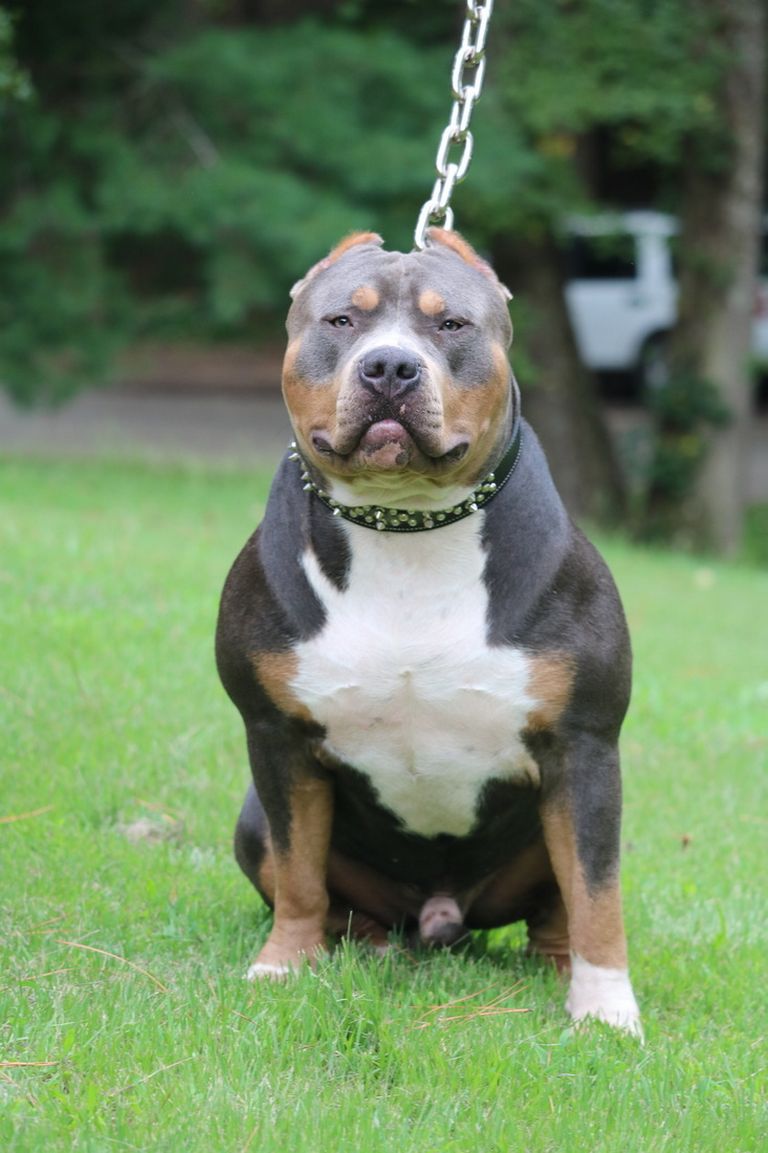 American Bully For Sale In Indiana