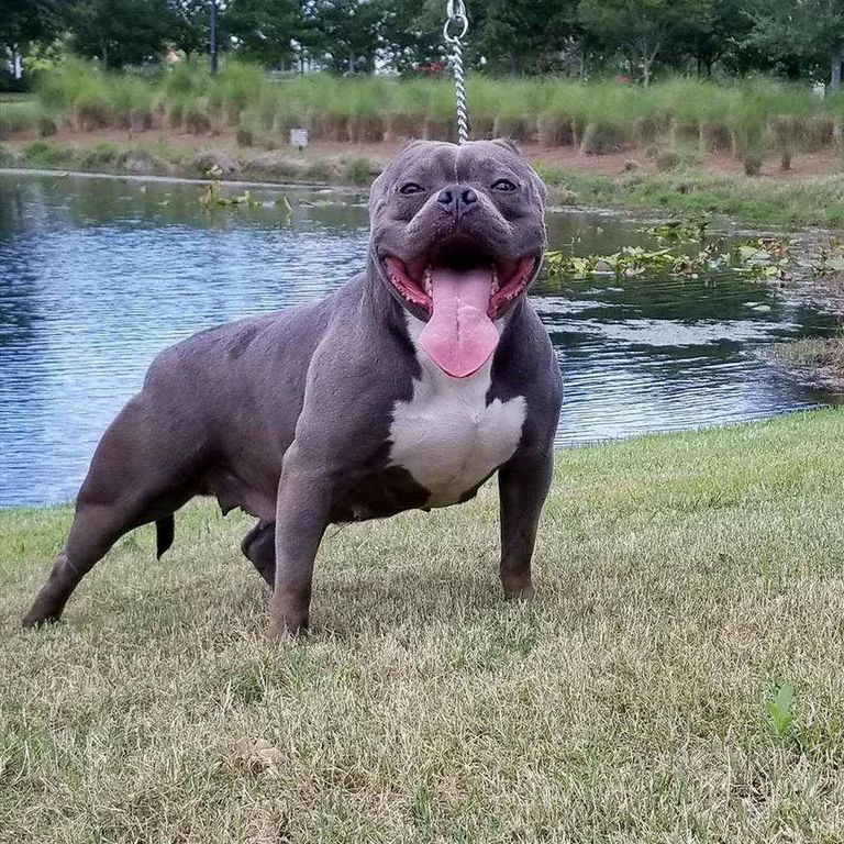 American Bully For Sale Usa