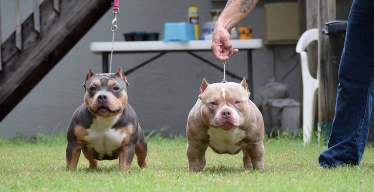 American Bully Kennels In Florida