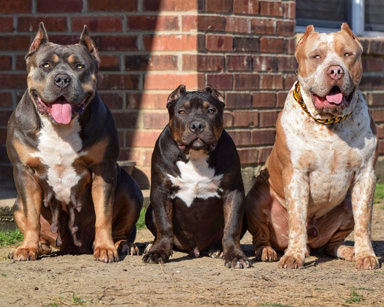 American Bully Puppies For Sale In Houston
