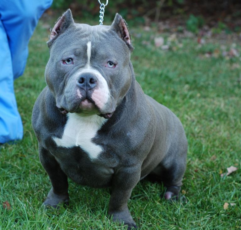 American Bully Puppies For Sale In Ohio