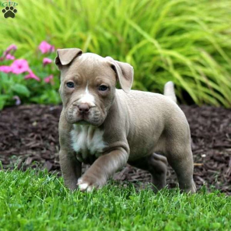American Bully Puppies For Sale In Pa