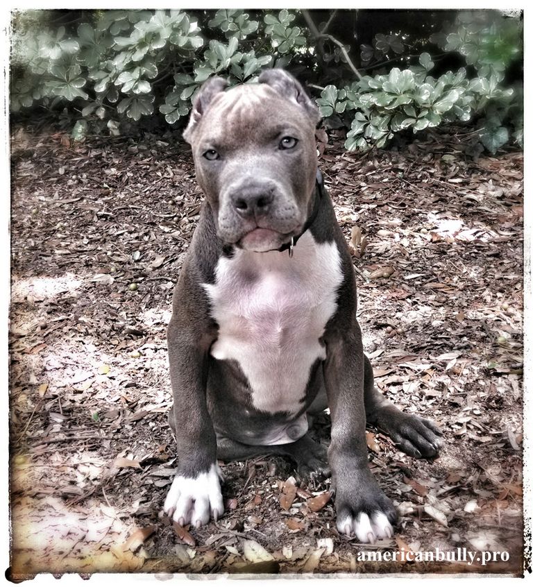 American Bully Puppies For Sale In Texas
