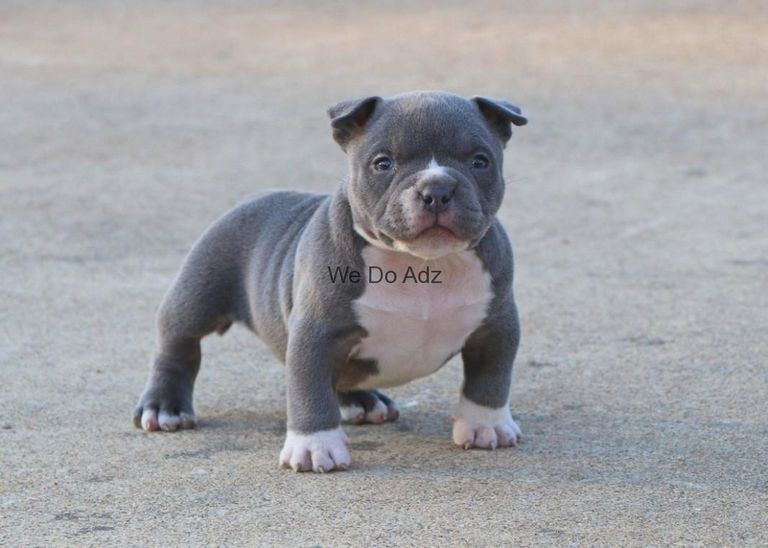 American Bully Xl For Sale Near Me
