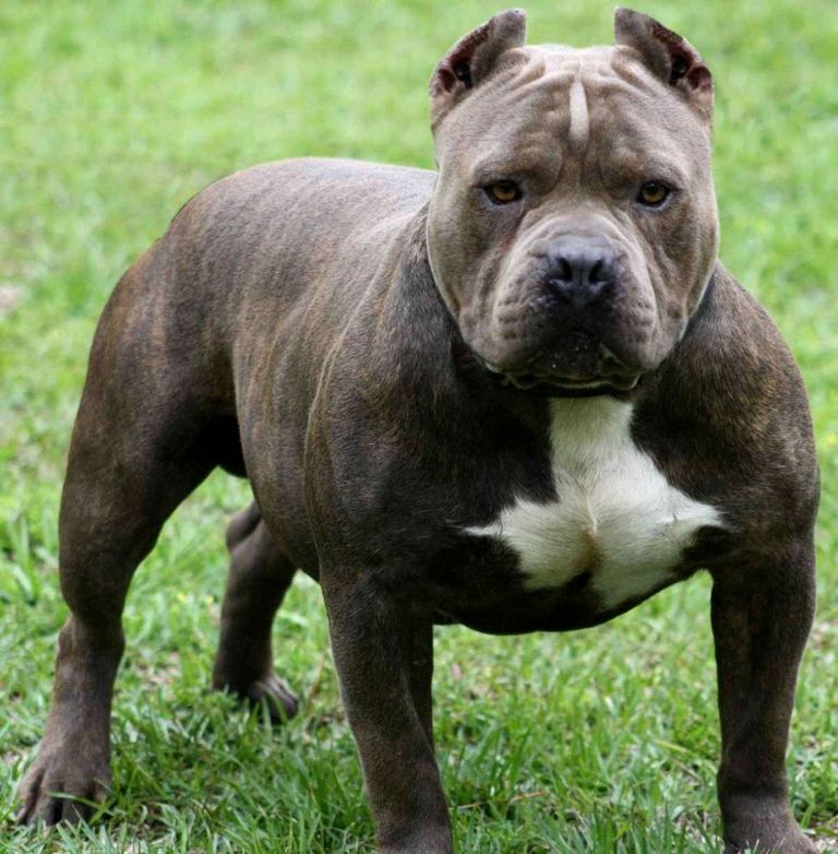 American Pit Bull Terrier Colors Blue