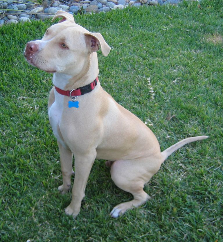 American Pit Bull Terrier Size