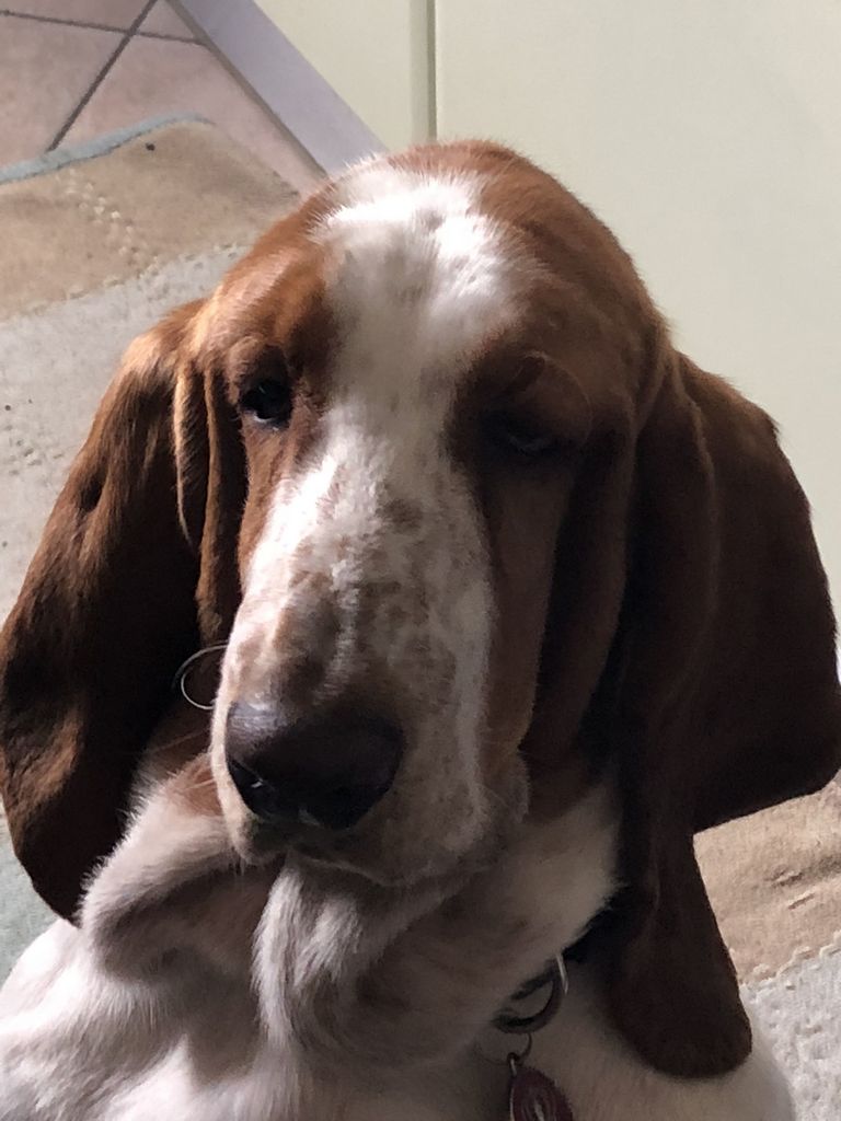 Anderson Bassets