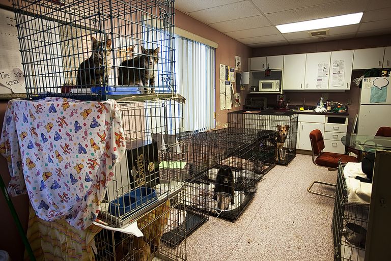 Animal Shelters In Pa
