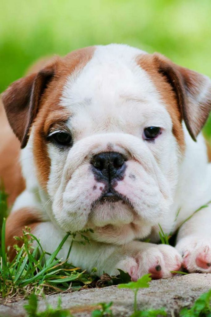 Annual Cost Of Owning An English Bulldog