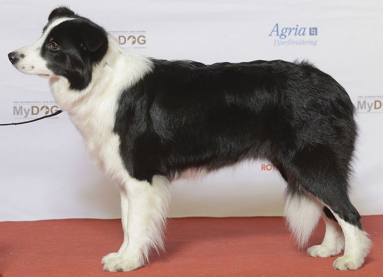Are Collies Good For First Time Owners