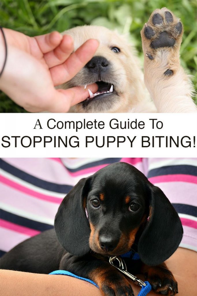 At What Age Do Puppies Stop Biting