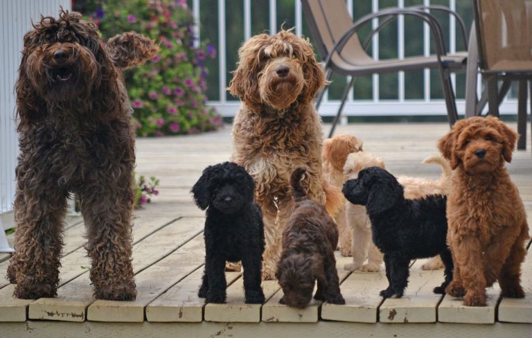 Australian Labradoodle Puppies For Sale In Midwest