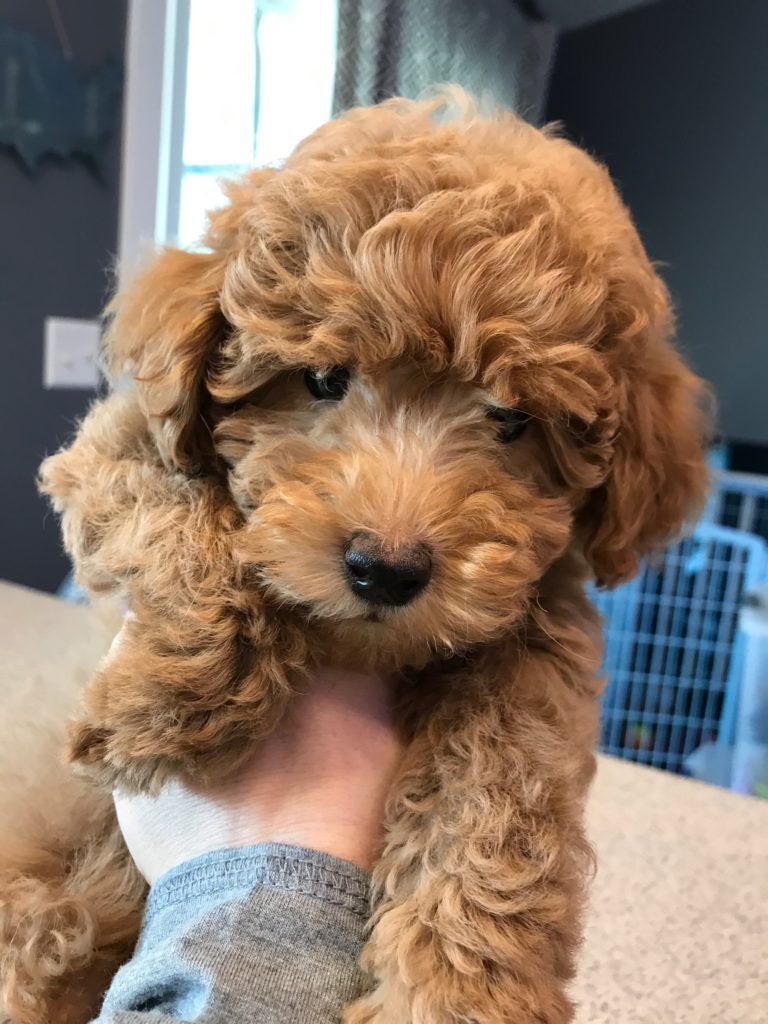 Available Goldendoodle Puppies (1)