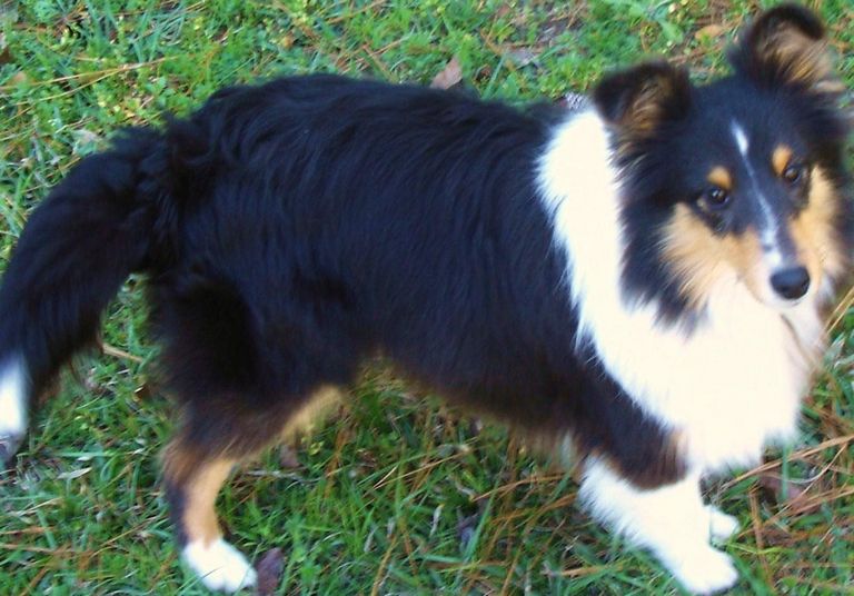 Available Sheltie Puppies (1)