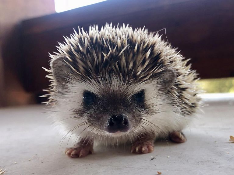 Baby African Pygmy Hedgehogs For Sale (1)
