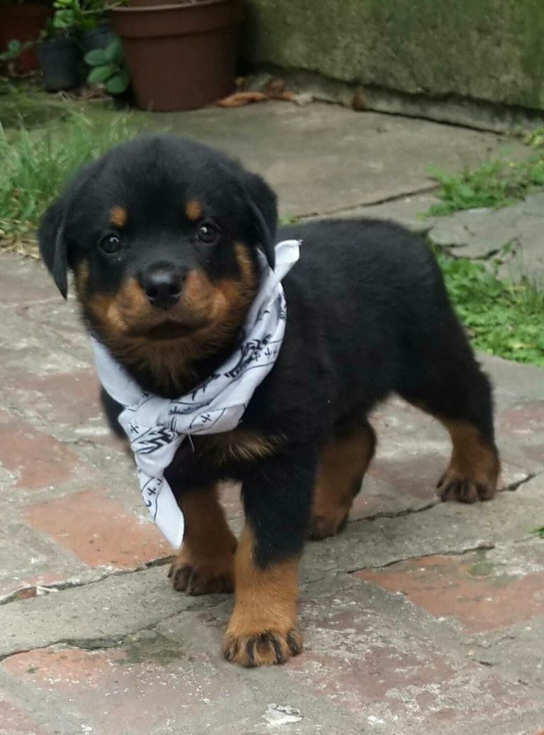 Baby Rottweiler For Sale (1)