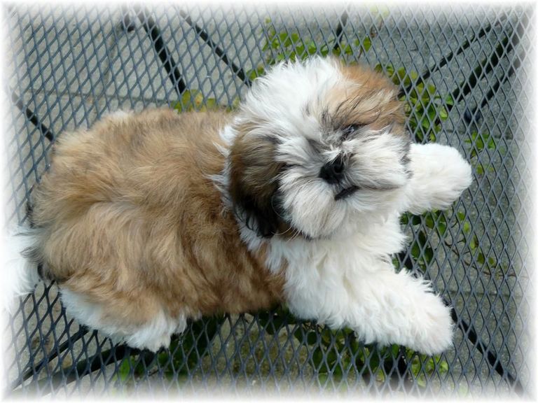 Baby Shih Tzus For Sale (1)