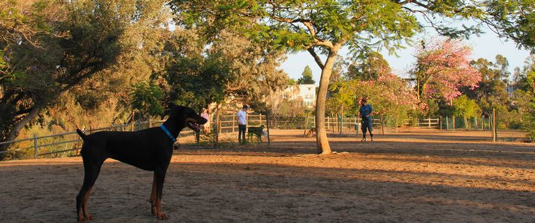 Balboa Park Dog Park (1)