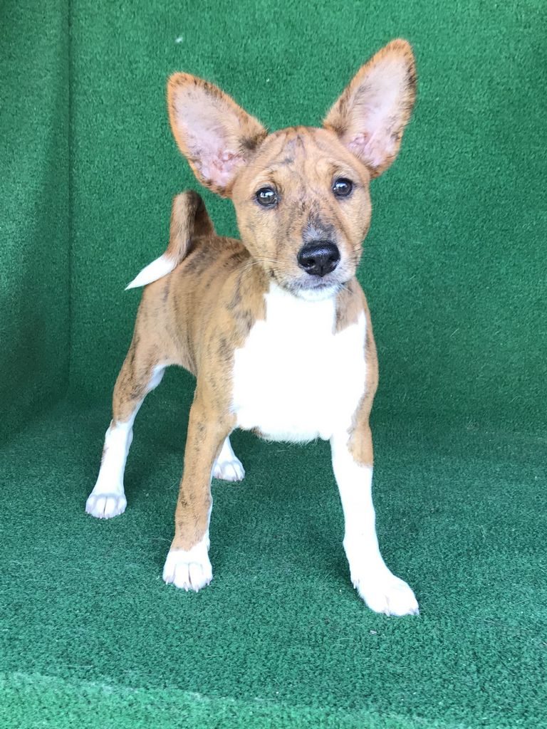 Basenji Puppies For Sale In Texas