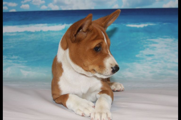 Basenji Puppies For Sale San Diego
